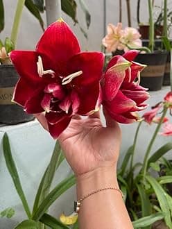SVG® Imported Double Amaryllis Lily Flower Bulbs for Planting and Gardening, Pack Of 2 Bulbs (Dark Red)