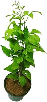 Guruji Plantation Dwarf Thai Bael Tree, Live Grafted Bael Patra Plant, Aegle Marmelos for Puja & Medicinal Use, Fast Fruit Production, Pack of 1