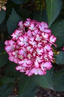 Hydrangea Imported Flower Seeds For Your Home Gardening | Pack of 70 to 80 seeds (DARK PINK BORDER)