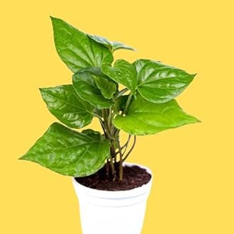 Betel Leaf Plant, Magai Paan, Sweet Paan, Live Indoor Outdoor Plant (LIVE PAAN PLANT)