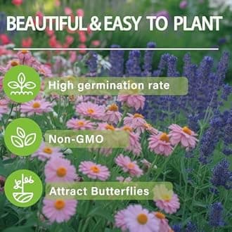 15+Rare Blue Maple Tree Seed Plant for Garden and Patio-Perennial Acer Palmatum Seed Non-GMO