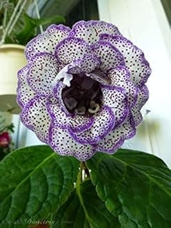 Radha Krishna Agriculture® Gloxinia Flowers Canterbury BellsScented Fragrant Beautiful Tropical Flowers Exotic Garden Flower Bulbs (Pack of 6 Big Size Flowers Bulbs)