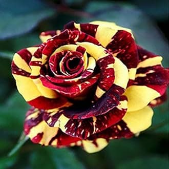 Rare Rose Flower Live Plant ' Red Yellow ' Rose Flower Plant (1 Healthy Live Plant)