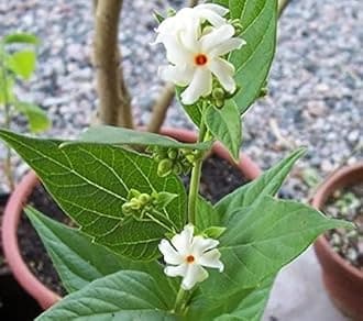 Plantazee Harshringar|Parijat|Paarijaata|Night-Flowering|Coral Jasmine From Plants Valley