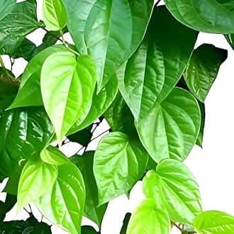 Live Paan plant, Betel leaf, pan pata, Betel Leaf/Magai/Meetha Plant With Pot(Paan)