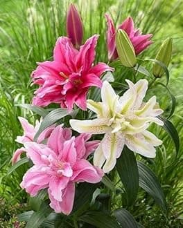 SVG® Double Oriental Lily Flower Bulbs for Home and Gardening, pack of 5 Bulbs (TRICOLOR)