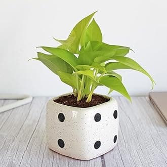 FloraPlax Live Good Luck Air Purifying Golden Money Indoor Live Best For Decor Plant With Black Plastic Pot (Golden Money)
