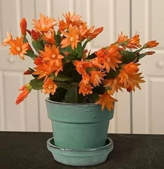 Live Pink,Red,Rani,White Color Christmas Cactus Lucky Indoor Plant Healthy Organic Cactus Flower Plant Pack of 1_A1