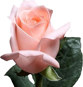 GlobalRose 150 Peach Roses Bouquet - Responsibly Sourced Roses Fresh Flowers - Hand-Picked Flowers Fresh Bouquet for Graduation, Anniversary, Birthday & Special Occasions (6 Bunches of 25 Stems)