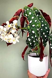 Dropping Begonia Flowers Bulbs Flower bulbs for Home and Gardening Pack of 2 Bulbs