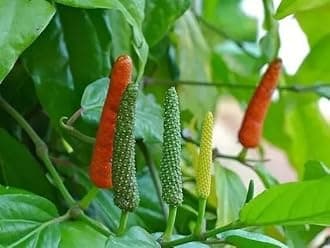 1 Piper Longum Starter Plant | 4-8 Inches Long Pepper Plant | Grow Your Own Culinary Spice