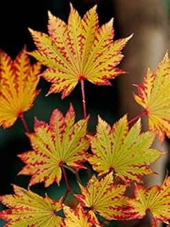 Autumn Moon Fullmoon Japanese Maple 2 - Year Live Plant