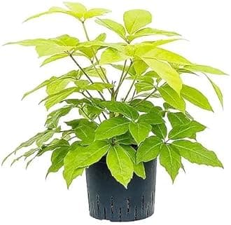 Garden Art live indoor plant (Brassia Golden)