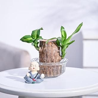 UGAOO Brazilian Wood Live Plant with Glass Bowl & Miniature Monk | Indoor Live Lucky Brazilian Wood Plant for Living Room, Home, Office, Table, Kitchen & Desk Decor