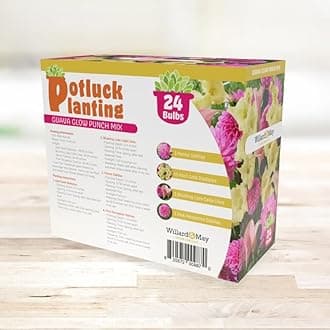 24 Easy-to-Plant Bulbs – Dahlias, Lilies, Gladiolus – Guava Glow Punch Flower Bulb Mix - Vibrant Colors & Fragrance – Summer Blooming Garden Gift Set