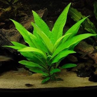 - Premier Plants Hygrophila Corymbosa (Temple Mint/Gaint Hygro) Live Aquatic Plant