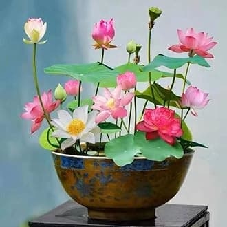 20 Bonsai Bowl Lotus Seeds (Precut, Mixed Color) - Water Lily Flower Plant for Indoor Bonsai, Outdoor Ponds and Gardens Water Lily Seeds - Finest Viable Aquatic Water Features