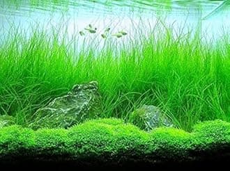 Aquarium Plants Discounts Potted Tall Hairgrass by AquaLeaf Aquatics - Easy Aquatic Live Plant- (Potted Tall Hairgrass, 5 Pack)
