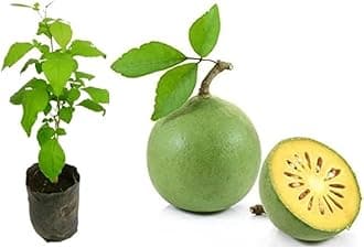 Bel patra tree Pack of 1 live plant