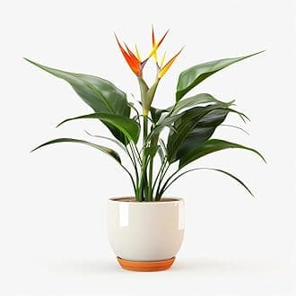 Garden Art live indoor plant (Orange Bird of Paradise)