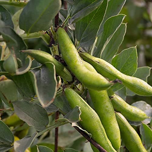 Favabean Bakla Seed 70 SEED