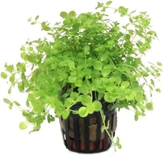 Foreground Potted Live Aquarium Plants | Freshwater Aquatic Plants for Aquariums (Potted Monte Carlo)