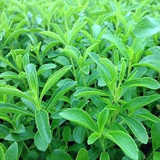 50 Seeds / Organic Stevia Rebaudiana Sweet Leaf Sugar Herb Flower Seeds