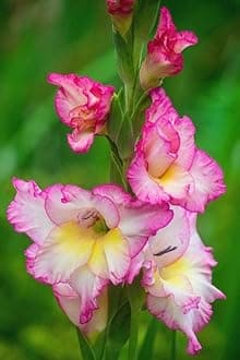 Gladiolus Flower Bulbs All session Imported Vearty for Home and Gardening Pack of 5 bulbs (PINK SHADE)