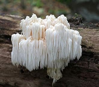 Root Mushroom Farm- Mushroom Liquid Culture/Bear's Head(Hericium americanum)