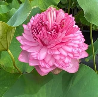 Thousand Petal Lotus Tuber Live Plant_Hybrid Variety Lotus Tuber_lotus Rhizome_Ultimated 1000 Petal Lotus Hybrid All season Tuber, Pack of 1 Healthy Lotus Tuber (BLOOMING WITHIN 30 DAYS)