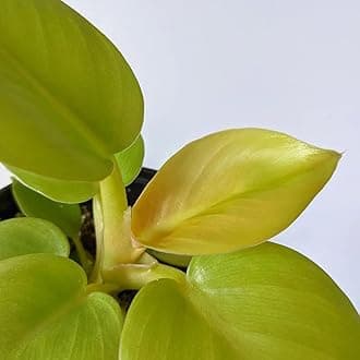 LittleJungle Philodendron Melononi Gold - Live Plant with 5.5 Inches White Decor Pot | Indoor Plants For Home | Live Plants Indoor | Air Purifying Plant | Live Plant With Pot For Home Decor |