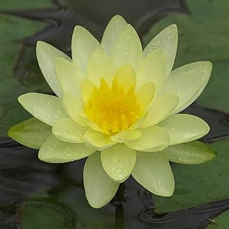 Indian Gardens - Waterlily live plant (Yellow) (Code 2)