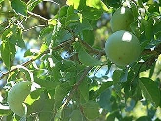 Ohhsome Rare Bael Plant (Aegle Marmelos) Medicinal Tree"Koovalam/Bengal Quince" Live () Baelplant (Healthy Plant)