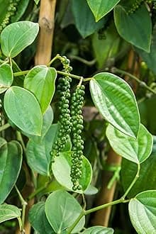 Black Pepper Creeper Live Plant – Aromatic & Fresh Pepper Vine for Garden(Pack of 1)||