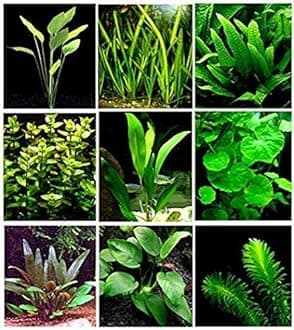 Maalavya Live Aquarium Aquatic Plant Anubias and Fern on Lava Rock (Nana Gold)