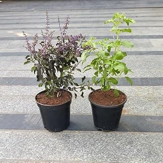 NatureCrafted Tulsi Plant Combo – Rama & Shyama Tulsi Live Plants (Pack of 2) – Sacred, Medicinal & Aromatic