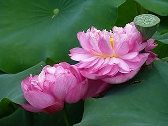 Aiden Gardens Pink Double Lotus Seeds, Small Water Lily Flower Seeds 10 Seeds