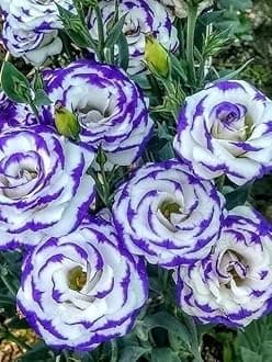 Lisianthus Flower Seeds for Home and Gardening Pack of 40 to 50 seeds (PURPLE BORDER WITH WHITE)