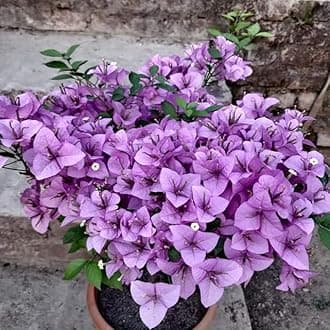 Bougainvillea Plant Live, Purple Flowers, for Indoor and Outdoor Use (Pack Of 1)