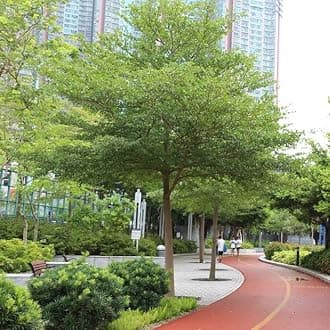 Creative Farmer Terminalia Mentalis Chinese Mantaly - Outdoor Shade Accent (Best & Ornamental Tree) Green