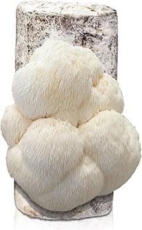inbloom Large 4lbs Organic Lion's Mane Mushroom Growing Kit, Edible Double-Side Non-GMO Mushroom Kit, Grow Mushroom at Home, Indoor Gardening Birthday Gift