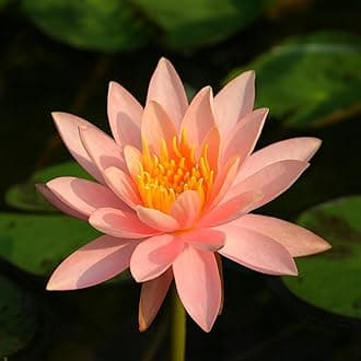- Indian Gardens – Peach Waterlily Live Plant | Hardy Aquatic Pond & Tub Plant | Live Nymphaea Water Lily
