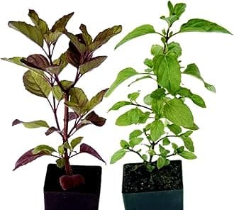Live Set of 2 Ayurvedic Tulsi Plants – Rama (Green) and Shyama (Black) Kali Hari Tulsi for Home Garden Pooja | Medicinal Holy Plant with Pot | Easy to Grow | Pack of 2