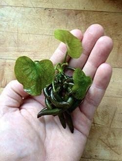 Marcus Fish Tanks 2 Banana Plants (Nymphoides Aquatica) Live Aquarium Plants - Buy 2 Get 1