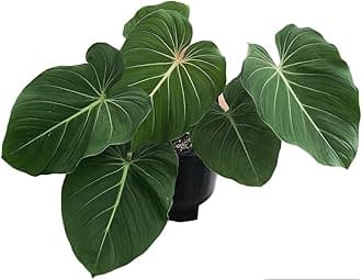 NATURE SENSE Philodendron Gloriosum Good Luck Indoor Live Plant for Home & Garden - 1pc