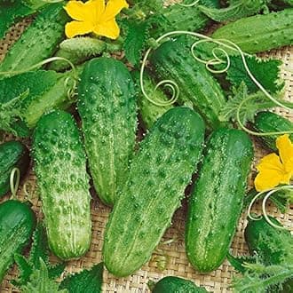 Park SeedPick-a-Bushel Hybrid Cucumber Seeds, Pack of 30 Seeds
