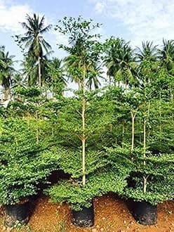 Creative Farmer Terminalia Mentalis Chinese Mantaly (Best Shade & Ornamental Tree) Green