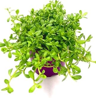 Brahmi live plant Aquatic Plant Bacopa Monnieri, Potted Water Hyssop, Green Succulent Leaves.C