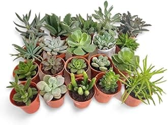 OhhSome Outdoor Plant Assorted Succulent (Pack Of 6) Indoor Plants Mini Decorations (Healthy Live Plant)
