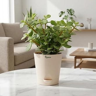 Ugaoo Good Luck Jade Plant with Self Watering Pot